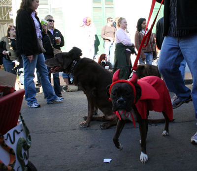 2008-Krewe-of-Barkus-Mardi-Gras-2008-New-Orleans-Parade-0410