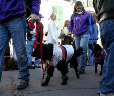 2008-Krewe-of-Barkus-Mardi-Gras-2008-New-Orleans-Parade-0413