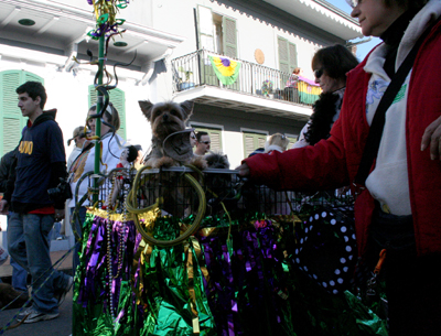 2008-Krewe-of-Barkus-Mardi-Gras-2008-New-Orleans-Parade-0417