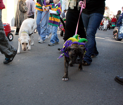 2008-Krewe-of-Barkus-Mardi-Gras-2008-New-Orleans-Parade-0419