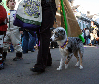 2008-Krewe-of-Barkus-Mardi-Gras-2008-New-Orleans-Parade-0421