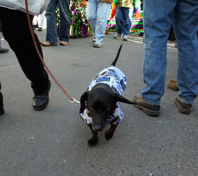 2008-Krewe-of-Barkus-Mardi-Gras-2008-New-Orleans-Parade-0427
