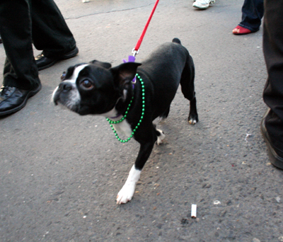 2008-Krewe-of-Barkus-Mardi-Gras-2008-New-Orleans-Parade-0431