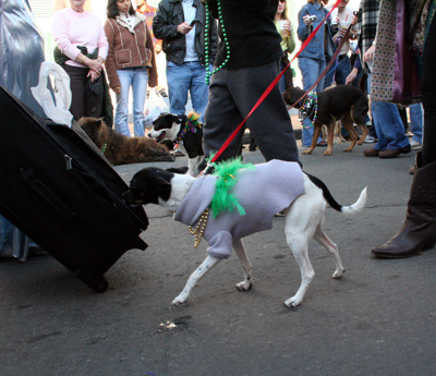 2008-Krewe-of-Barkus-Mardi-Gras-2008-New-Orleans-Parade-0433