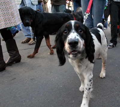 2008-Krewe-of-Barkus-Mardi-Gras-2008-New-Orleans-Parade-0434