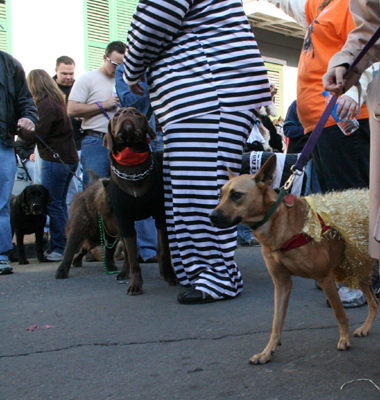 2008-Krewe-of-Barkus-Mardi-Gras-2008-New-Orleans-Parade-0522