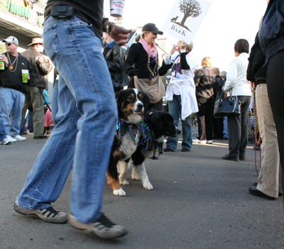 2008-Krewe-of-Barkus-Mardi-Gras-2008-New-Orleans-Parade-0563
