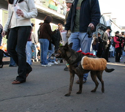 2008-Krewe-of-Barkus-Mardi-Gras-2008-New-Orleans-Parade-0574