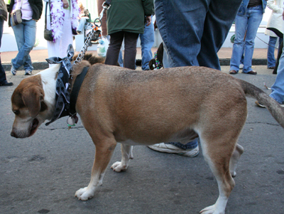 2008-Krewe-of-Barkus-Mardi-Gras-2008-New-Orleans-Parade-0579