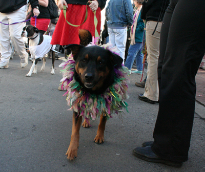 2008-Krewe-of-Barkus-Mardi-Gras-2008-New-Orleans-Parade-0580