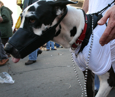 2008-Krewe-of-Barkus-Mardi-Gras-2008-New-Orleans-Parade-0582