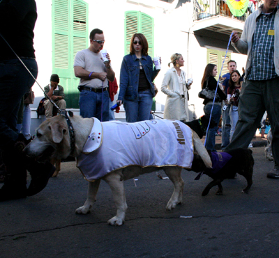 2008-Krewe-of-Barkus-Mardi-Gras-2008-New-Orleans-Parade-0583