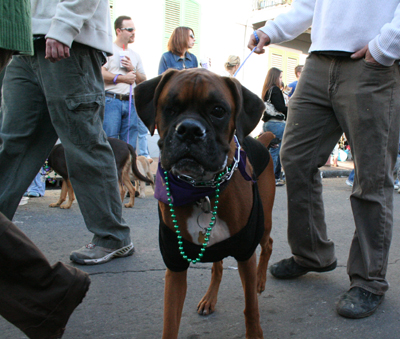 2008-Krewe-of-Barkus-Mardi-Gras-2008-New-Orleans-Parade-0584