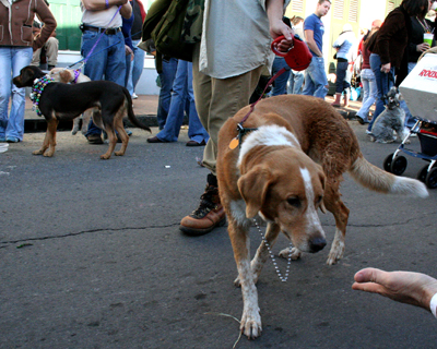 2008-Krewe-of-Barkus-Mardi-Gras-2008-New-Orleans-Parade-0585