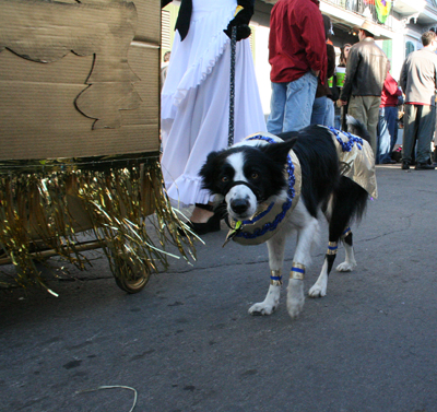 2008-Krewe-of-Barkus-Mardi-Gras-2008-New-Orleans-Parade-0586