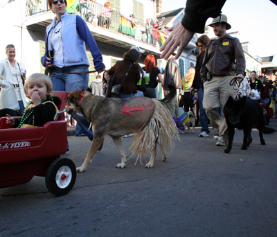 2008-Krewe-of-Barkus-Mardi-Gras-2008-New-Orleans-Parade-0590