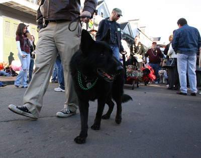 2008-Krewe-of-Barkus-Mardi-Gras-2008-New-Orleans-Parade-0591