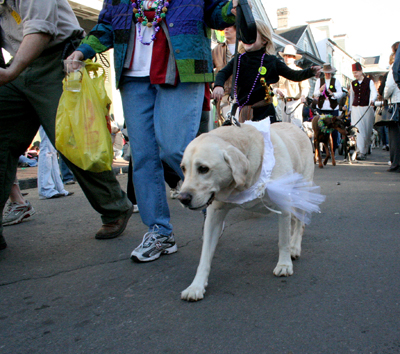 2008-Krewe-of-Barkus-Mardi-Gras-2008-New-Orleans-Parade-0593