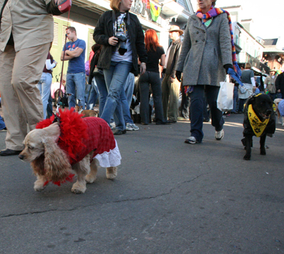 2008-Krewe-of-Barkus-Mardi-Gras-2008-New-Orleans-Parade-0600