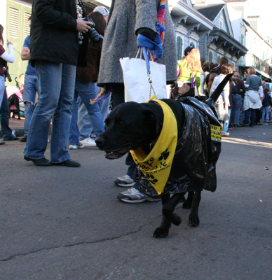 2008-Krewe-of-Barkus-Mardi-Gras-2008-New-Orleans-Parade-0601