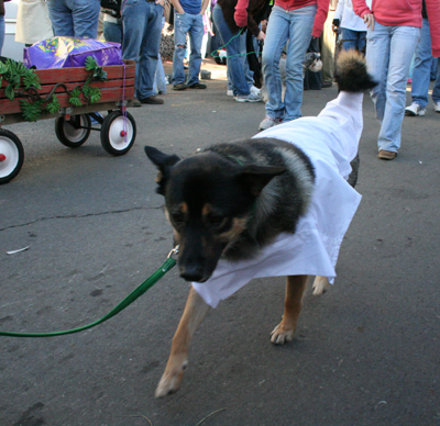 2008-Krewe-of-Barkus-Mardi-Gras-2008-New-Orleans-Parade-0604