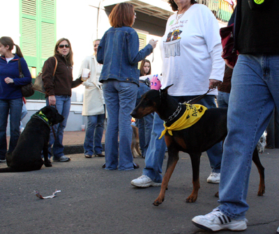 2008-Krewe-of-Barkus-Mardi-Gras-2008-New-Orleans-Parade-0605