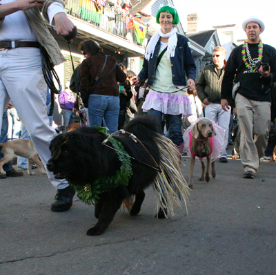 2008-Krewe-of-Barkus-Mardi-Gras-2008-New-Orleans-Parade-0606