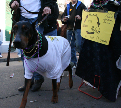 2008-Krewe-of-Barkus-Mardi-Gras-2008-New-Orleans-Parade-0612