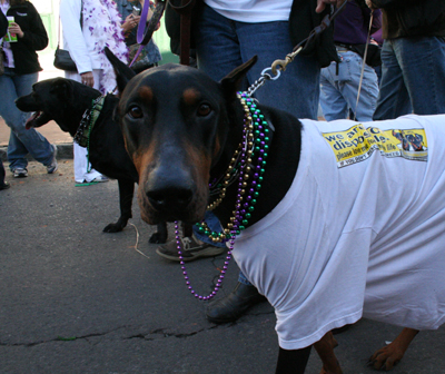 2008-Krewe-of-Barkus-Mardi-Gras-2008-New-Orleans-Parade-0613