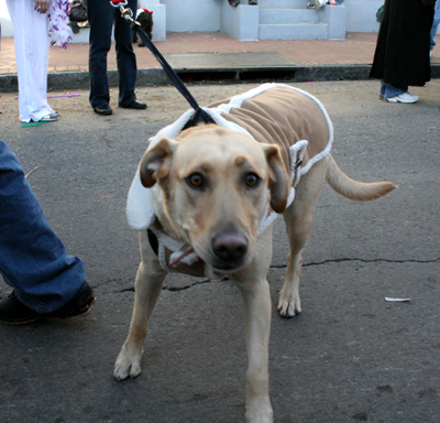 2008-Krewe-of-Barkus-Mardi-Gras-2008-New-Orleans-Parade-0614