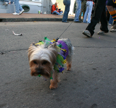 2008-Krewe-of-Barkus-Mardi-Gras-2008-New-Orleans-Parade-0616