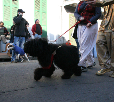 2008-Krewe-of-Barkus-Mardi-Gras-2008-New-Orleans-Parade-0623
