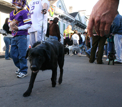 2008-Krewe-of-Barkus-Mardi-Gras-2008-New-Orleans-Parade-0624
