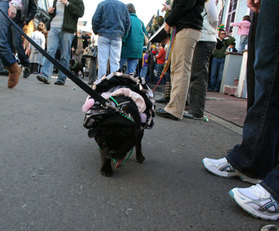 2008-Krewe-of-Barkus-Mardi-Gras-2008-New-Orleans-Parade-0626