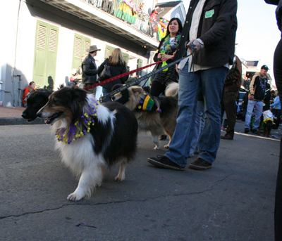 2008-Krewe-of-Barkus-Mardi-Gras-2008-New-Orleans-Parade-0633