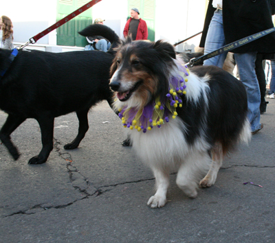 2008-Krewe-of-Barkus-Mardi-Gras-2008-New-Orleans-Parade-0634