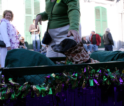 2008-Krewe-of-Barkus-Mardi-Gras-2008-New-Orleans-Parade-0636