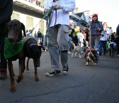 2008-Krewe-of-Barkus-Mardi-Gras-2008-New-Orleans-Parade-0644