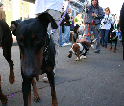 2008-Krewe-of-Barkus-Mardi-Gras-2008-New-Orleans-Parade-0645