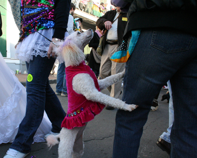 2008-Krewe-of-Barkus-Mardi-Gras-2008-New-Orleans-Parade-0649