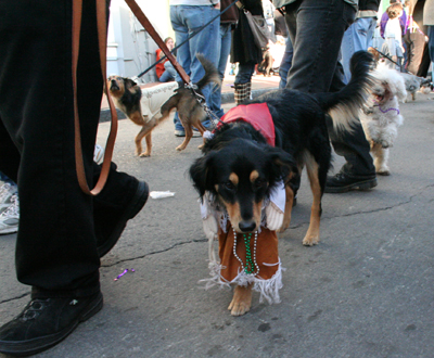 2008-Krewe-of-Barkus-Mardi-Gras-2008-New-Orleans-Parade-0651