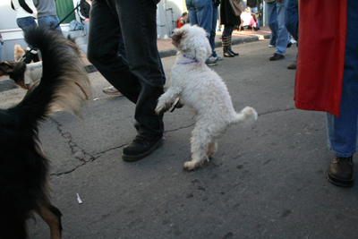 2008-Krewe-of-Barkus-Mardi-Gras-2008-New-Orleans-Parade-0652