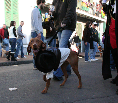 2008-Krewe-of-Barkus-Mardi-Gras-2008-New-Orleans-Parade-0653