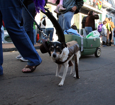 2008-Krewe-of-Barkus-Mardi-Gras-2008-New-Orleans-Parade-0654