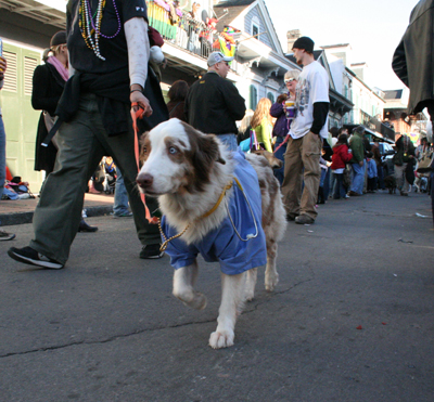 2008-Krewe-of-Barkus-Mardi-Gras-2008-New-Orleans-Parade-0657