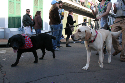 2008-Krewe-of-Barkus-Mardi-Gras-2008-New-Orleans-Parade-0664