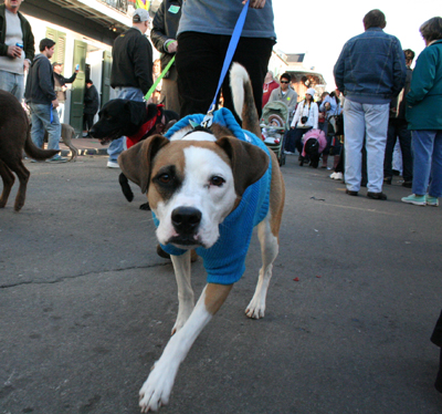 2008-Krewe-of-Barkus-Mardi-Gras-2008-New-Orleans-Parade-0665