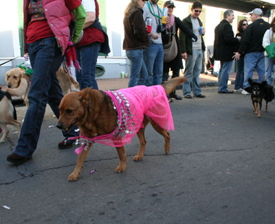 2008-Krewe-of-Barkus-Mardi-Gras-2008-New-Orleans-Parade-0672