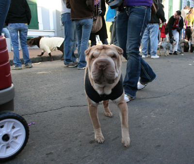 2008-Krewe-of-Barkus-Mardi-Gras-2008-New-Orleans-Parade-0680