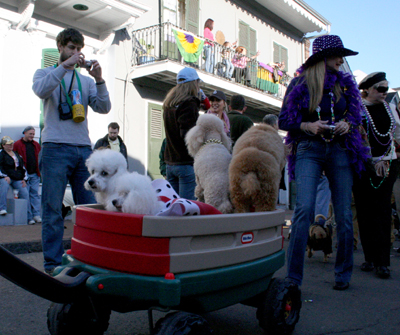 2008-Krewe-of-Barkus-Mardi-Gras-2008-New-Orleans-Parade-0681